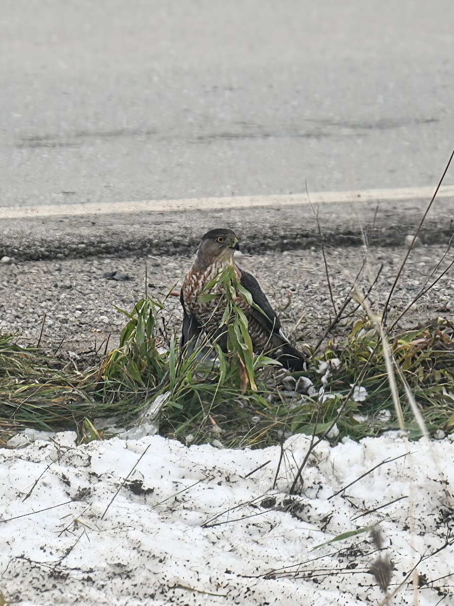 Cooper's Hawk - ML645120892