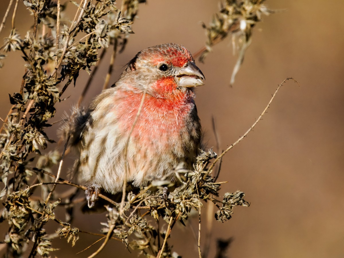 House Finch - ML645120894