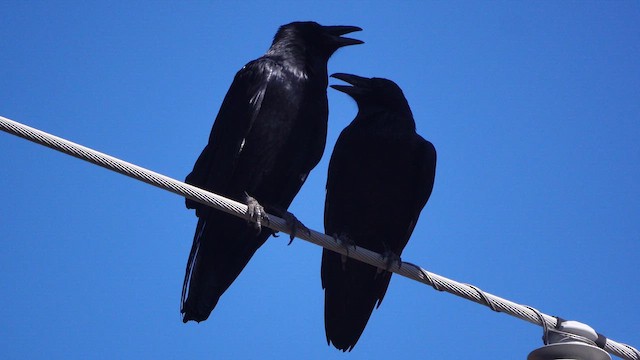 Chihuahuan Raven - ML645120895