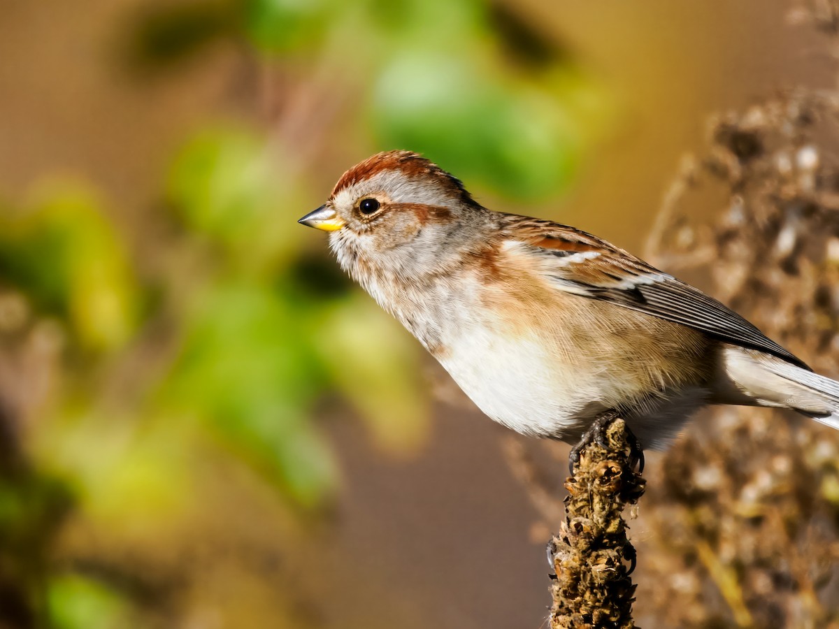 American Tree Sparrow - ML645120899