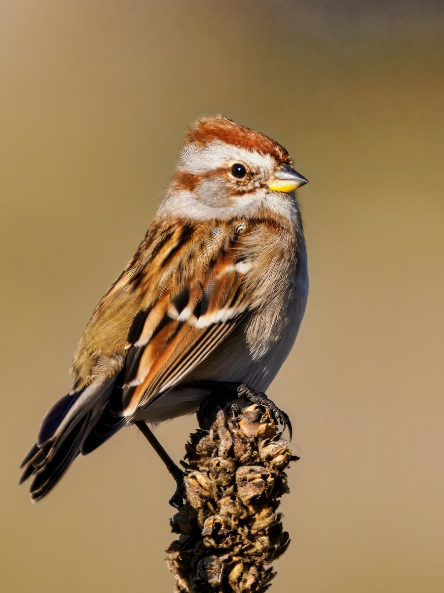 American Tree Sparrow - ML645120900