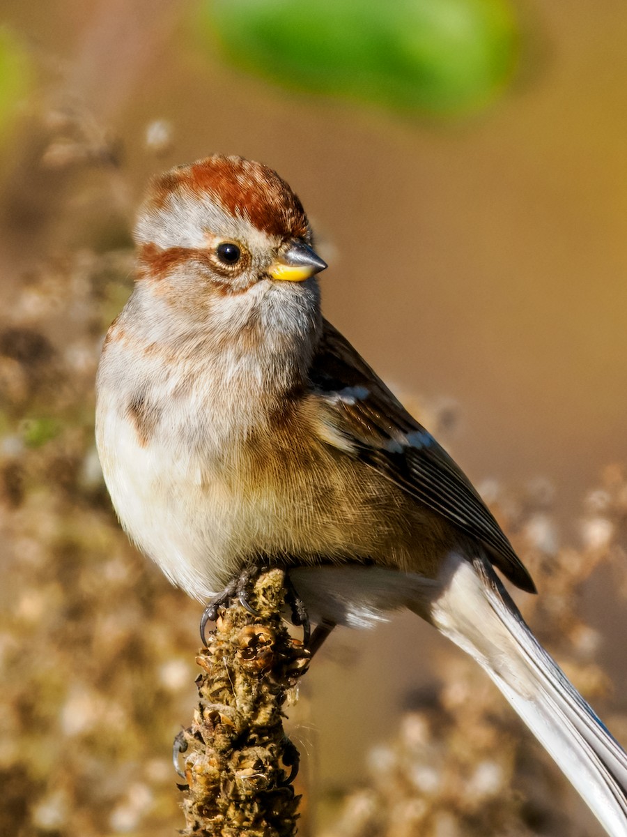 American Tree Sparrow - ML645120901
