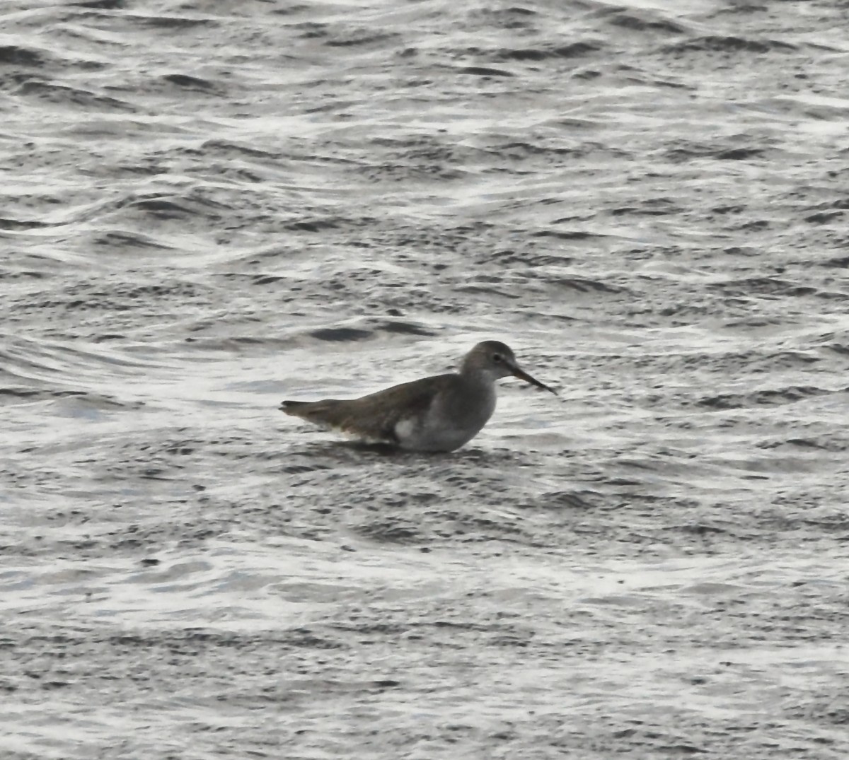 タカブシギ - ML645120903