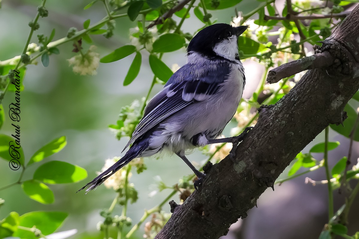 Asian Tit (Cinereous) - ML645120904