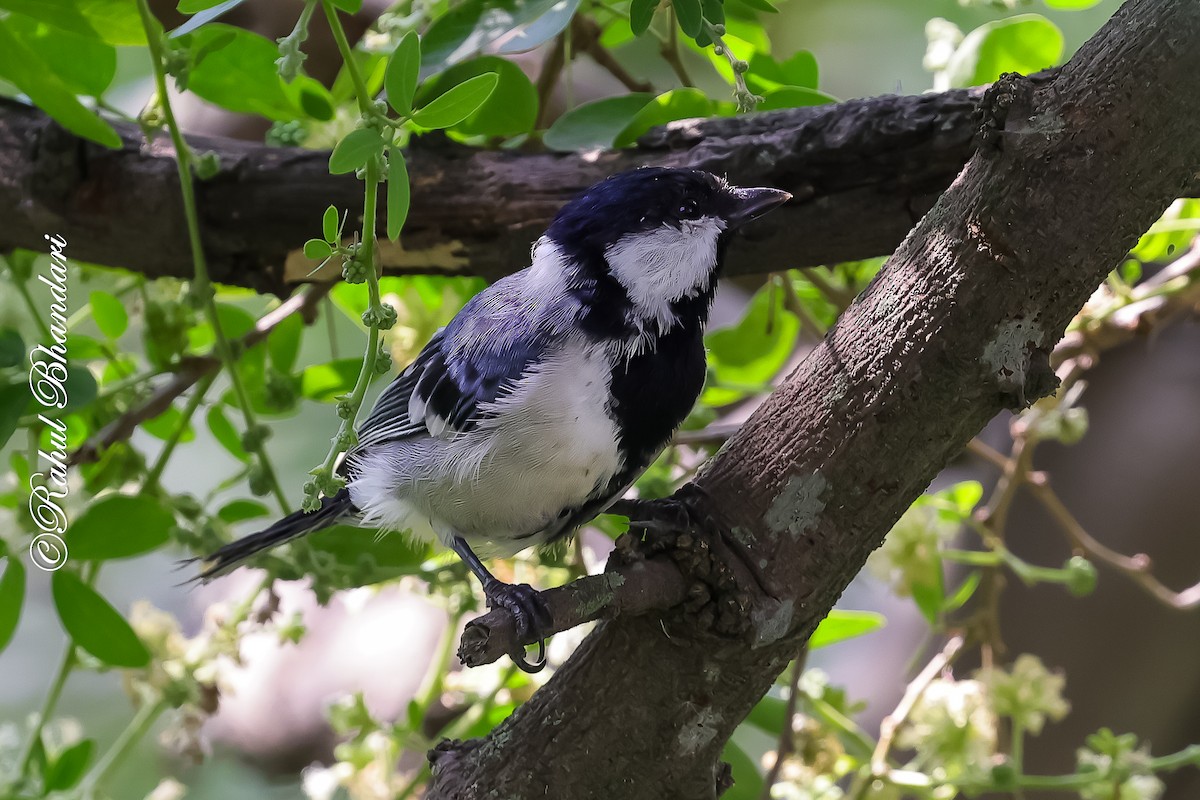 Asian Tit (Cinereous) - ML645120905