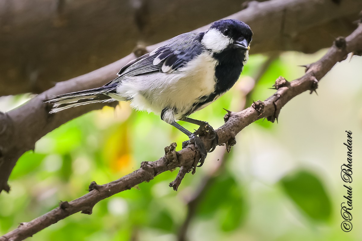 Asian Tit (Cinereous) - ML645120906