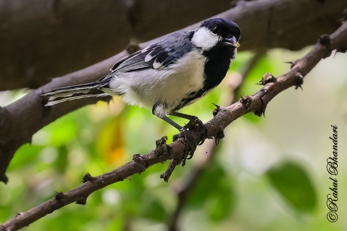 Asian Tit (Cinereous) - ML645120907