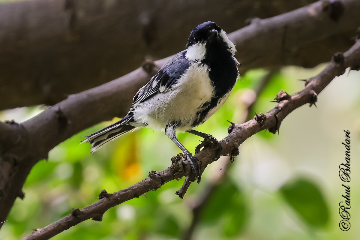 Asian Tit (Cinereous) - ML645120908
