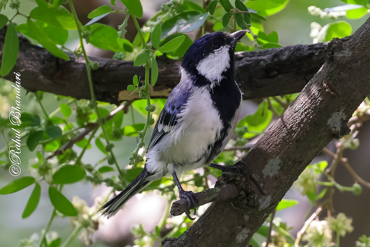 Asian Tit (Cinereous) - ML645120909