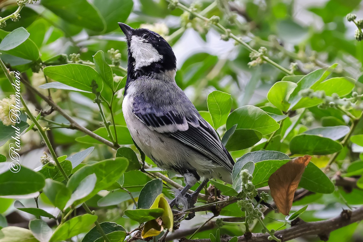 Asian Tit (Cinereous) - ML645120910