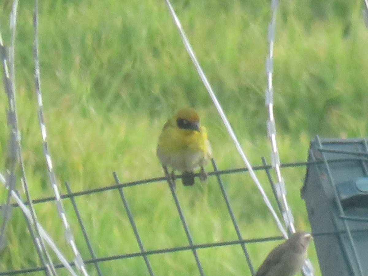 Tejedor Baglafecht - ML645120911