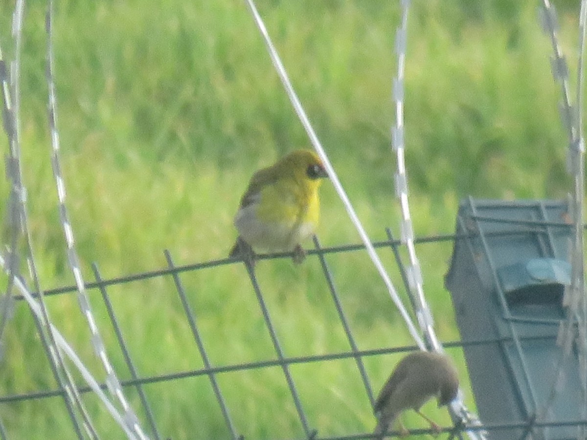 Tejedor Baglafecht - ML645120912