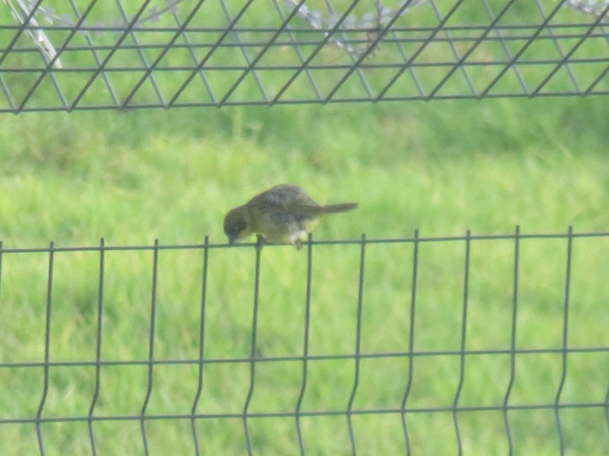 Tejedor Baglafecht - ML645120913