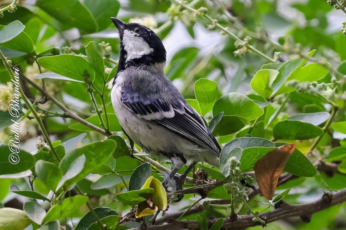 Asian Tit (Cinereous) - ML645120914