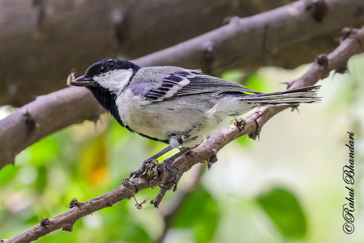 Asian Tit (Cinereous) - ML645120915