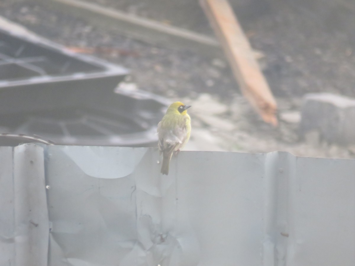 Tejedor Baglafecht - ML645120916