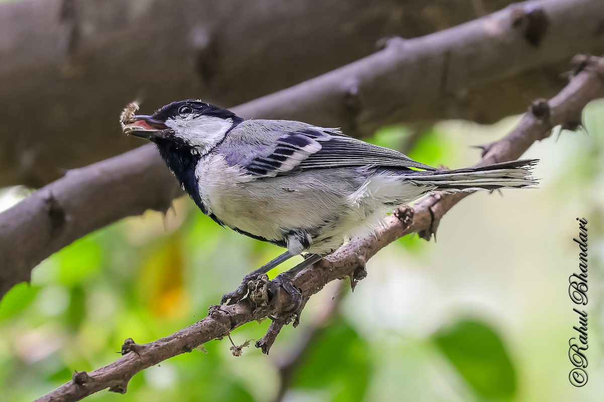 Asian Tit (Cinereous) - ML645120917