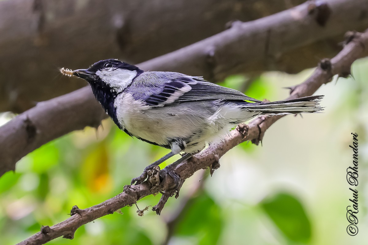 Asian Tit (Cinereous) - ML645120919