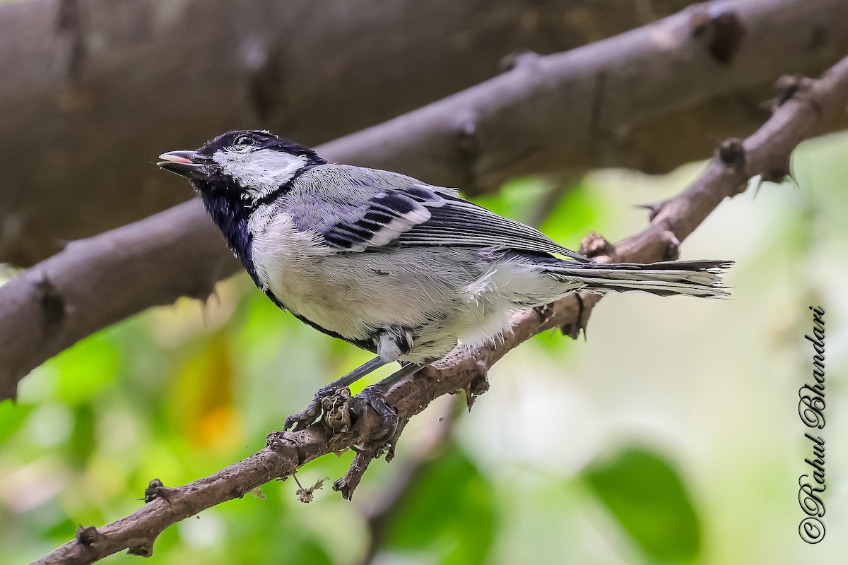 Asian Tit (Cinereous) - ML645120920