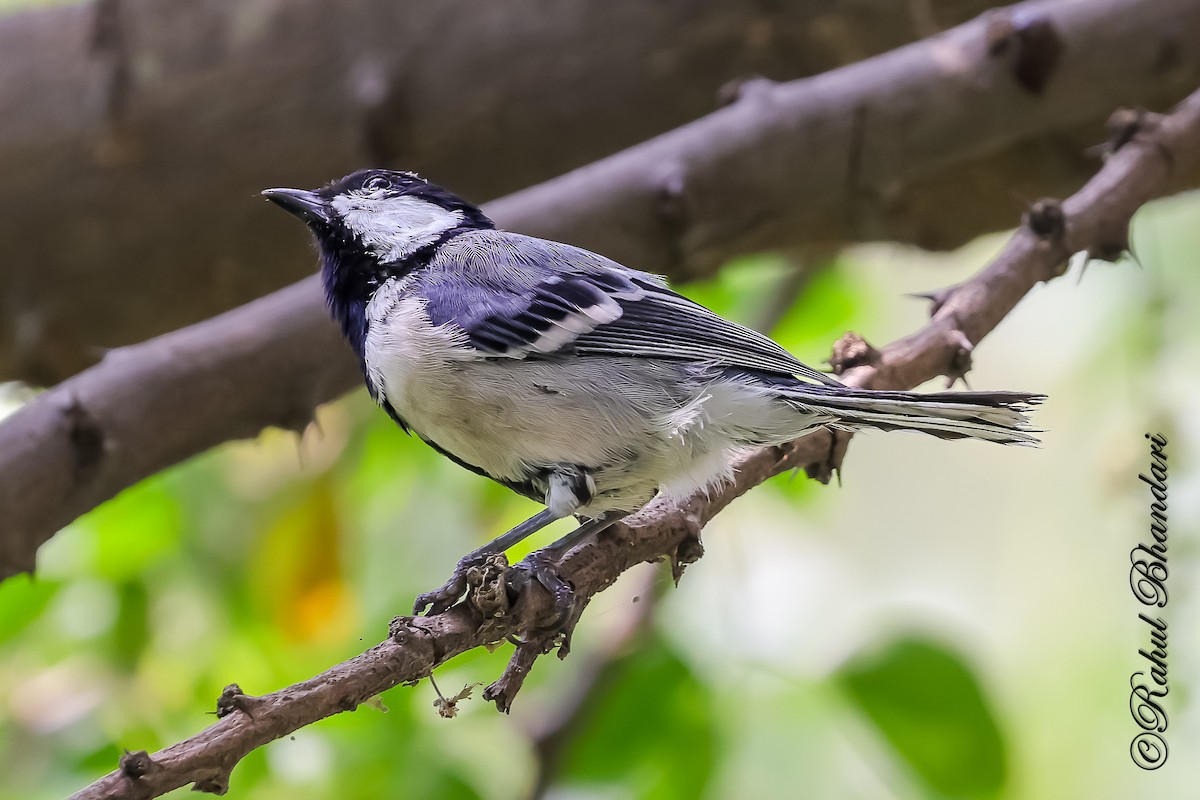 Asian Tit (Cinereous) - ML645120921