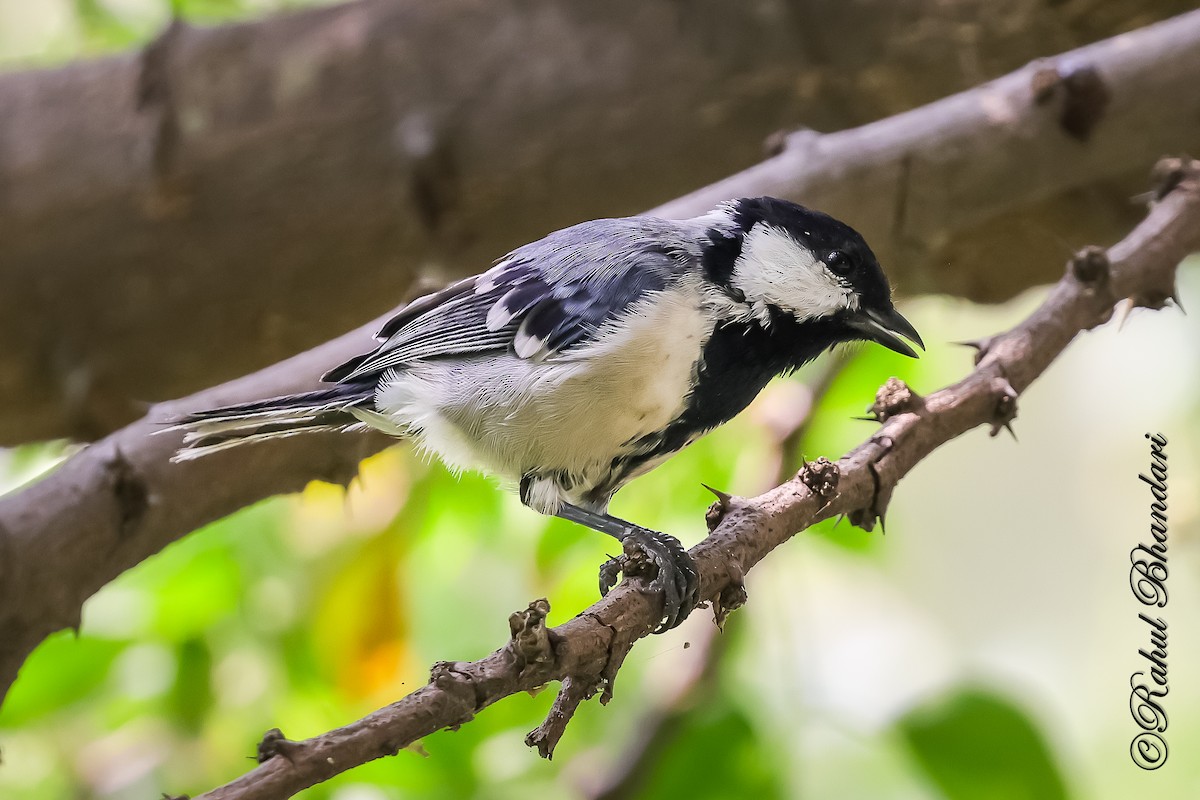 Asian Tit (Cinereous) - ML645120923