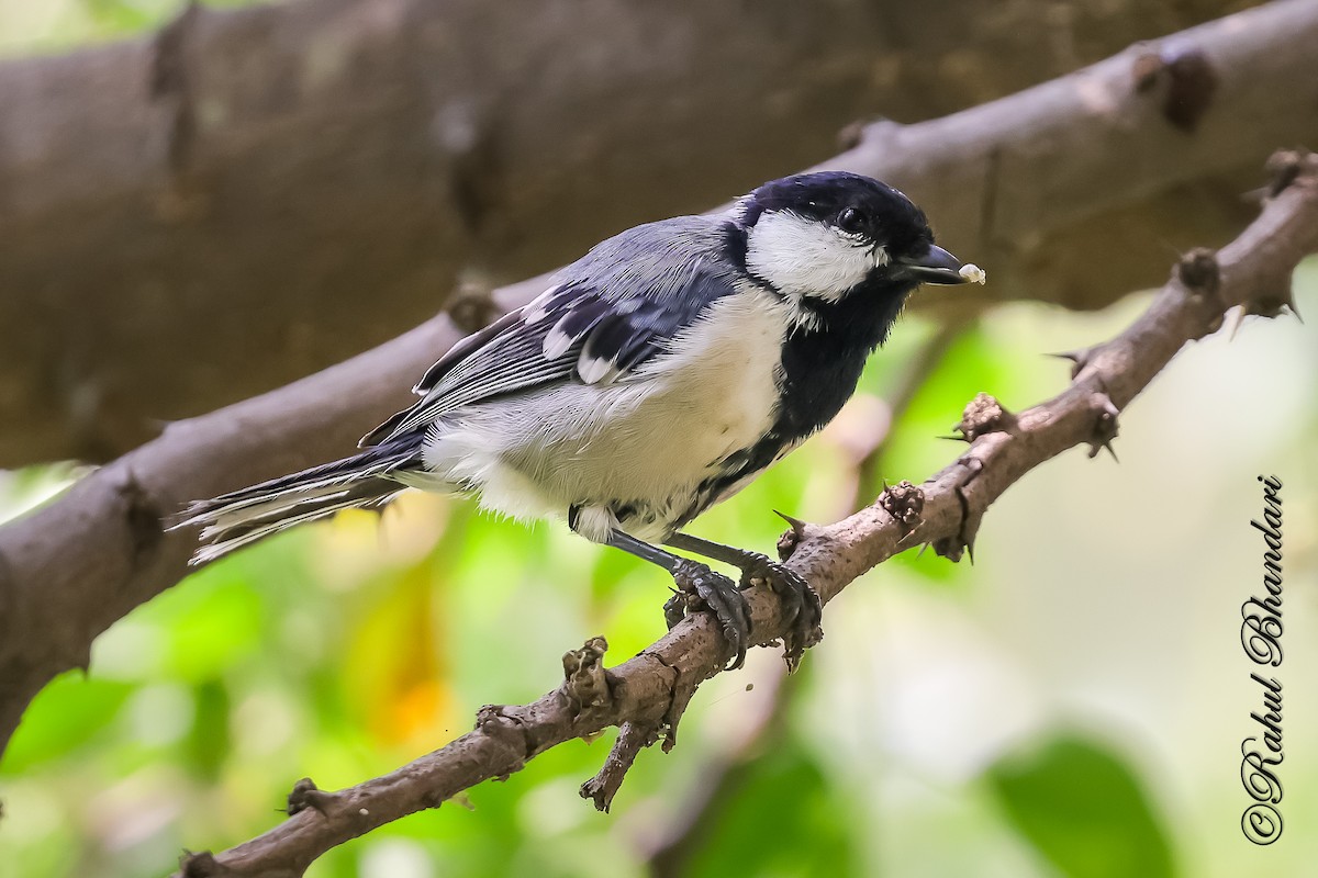 Asian Tit (Cinereous) - ML645120924