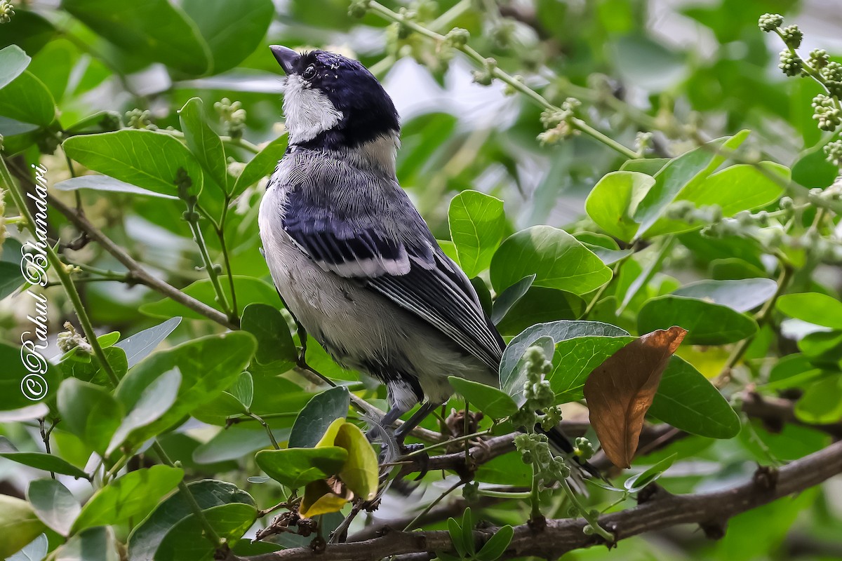 Asian Tit (Cinereous) - ML645120925
