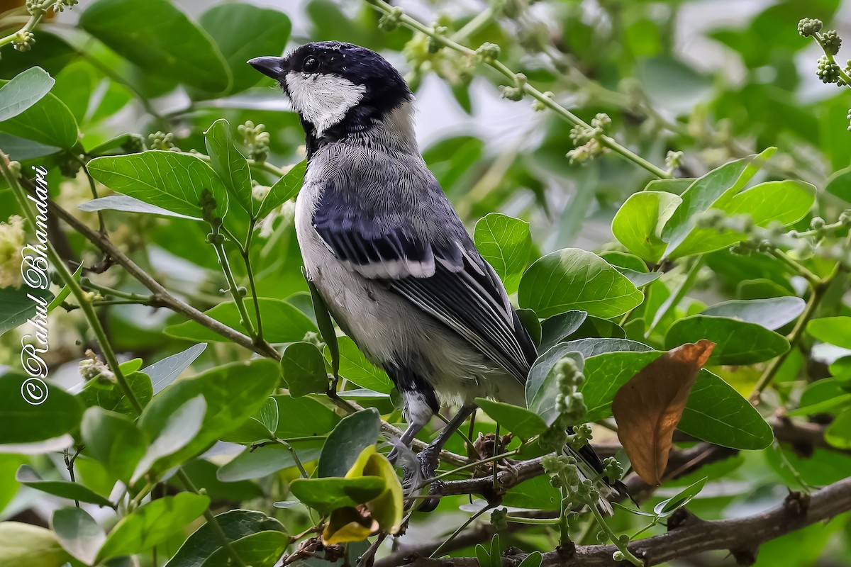 Asian Tit (Cinereous) - ML645120926