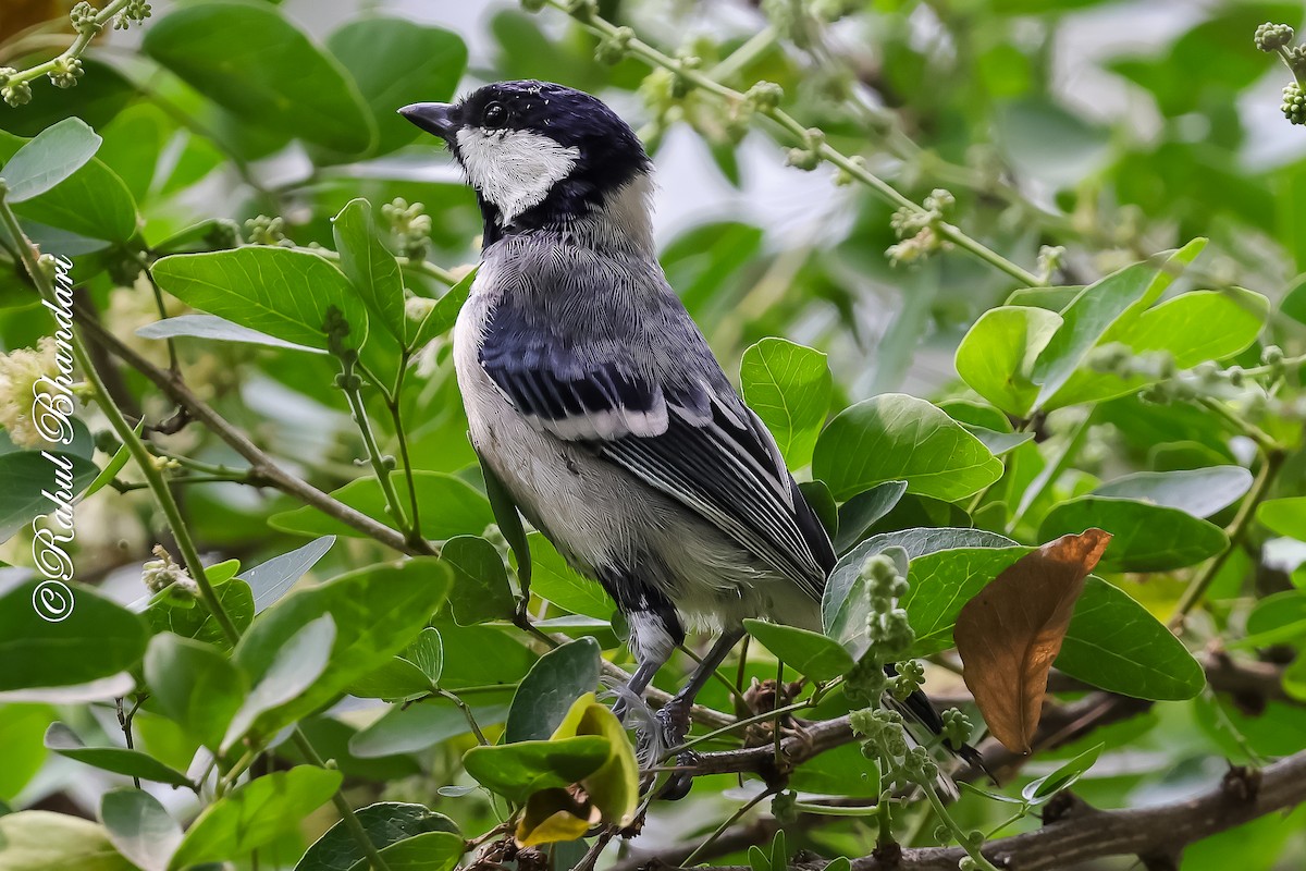 Asian Tit (Cinereous) - ML645120927