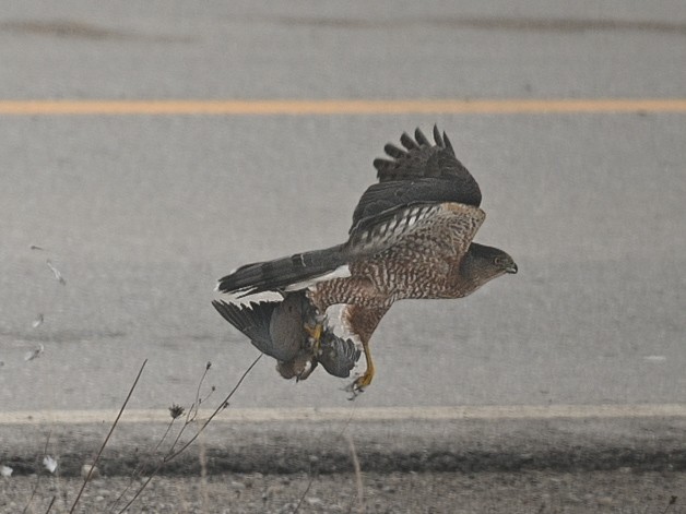 Cooper's Hawk - ML645120929