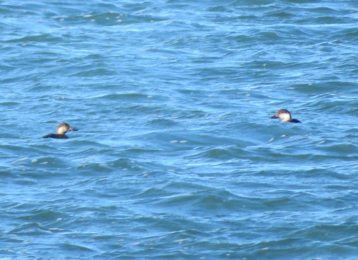 Black Scoter - ML645120963