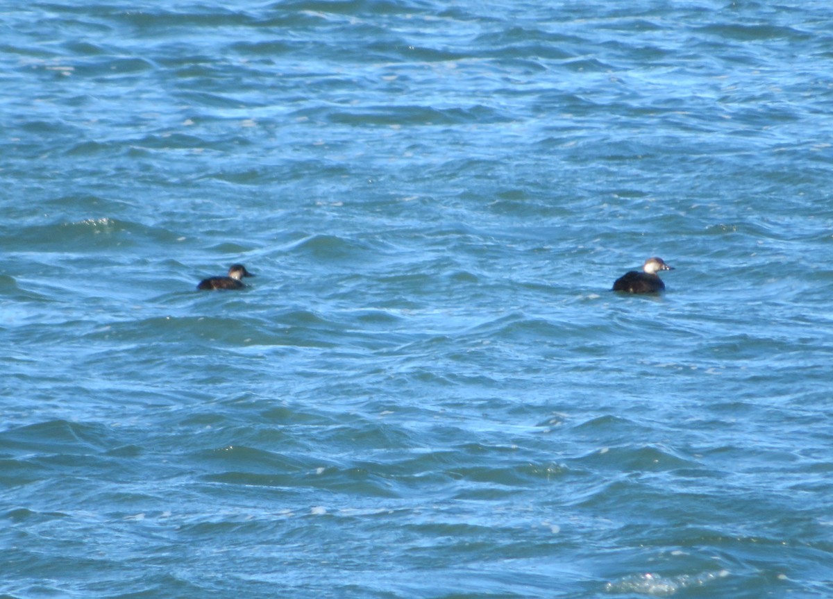 Black Scoter - ML645120964