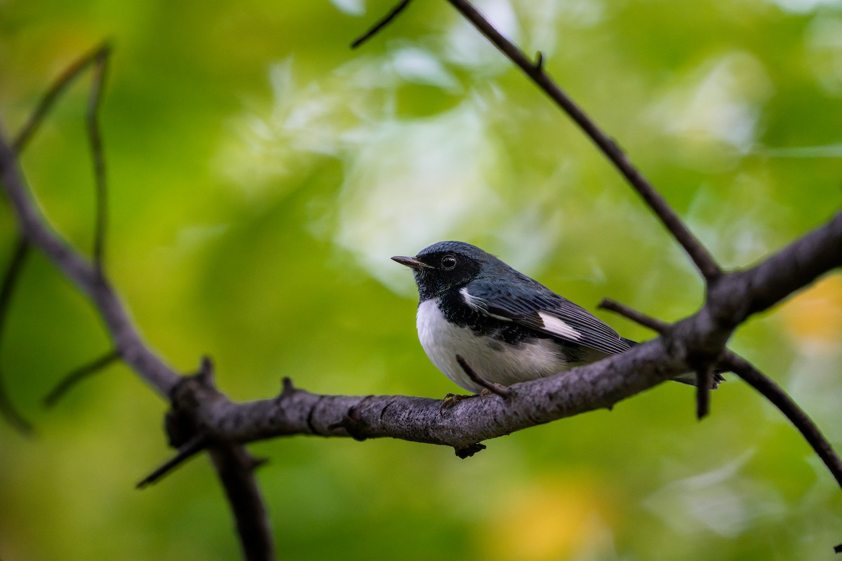 Black-throated Blue Warbler - ML645120978