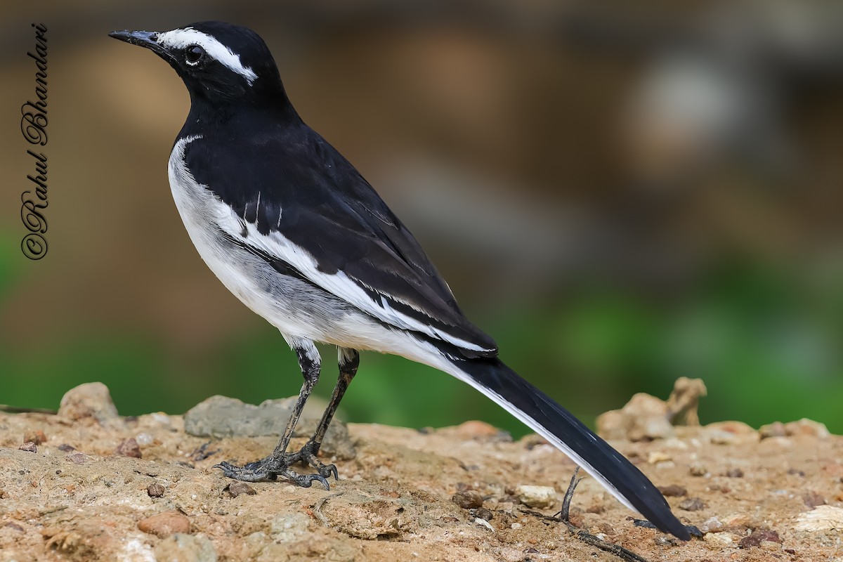 Bergeronnette indienne - ML645121003