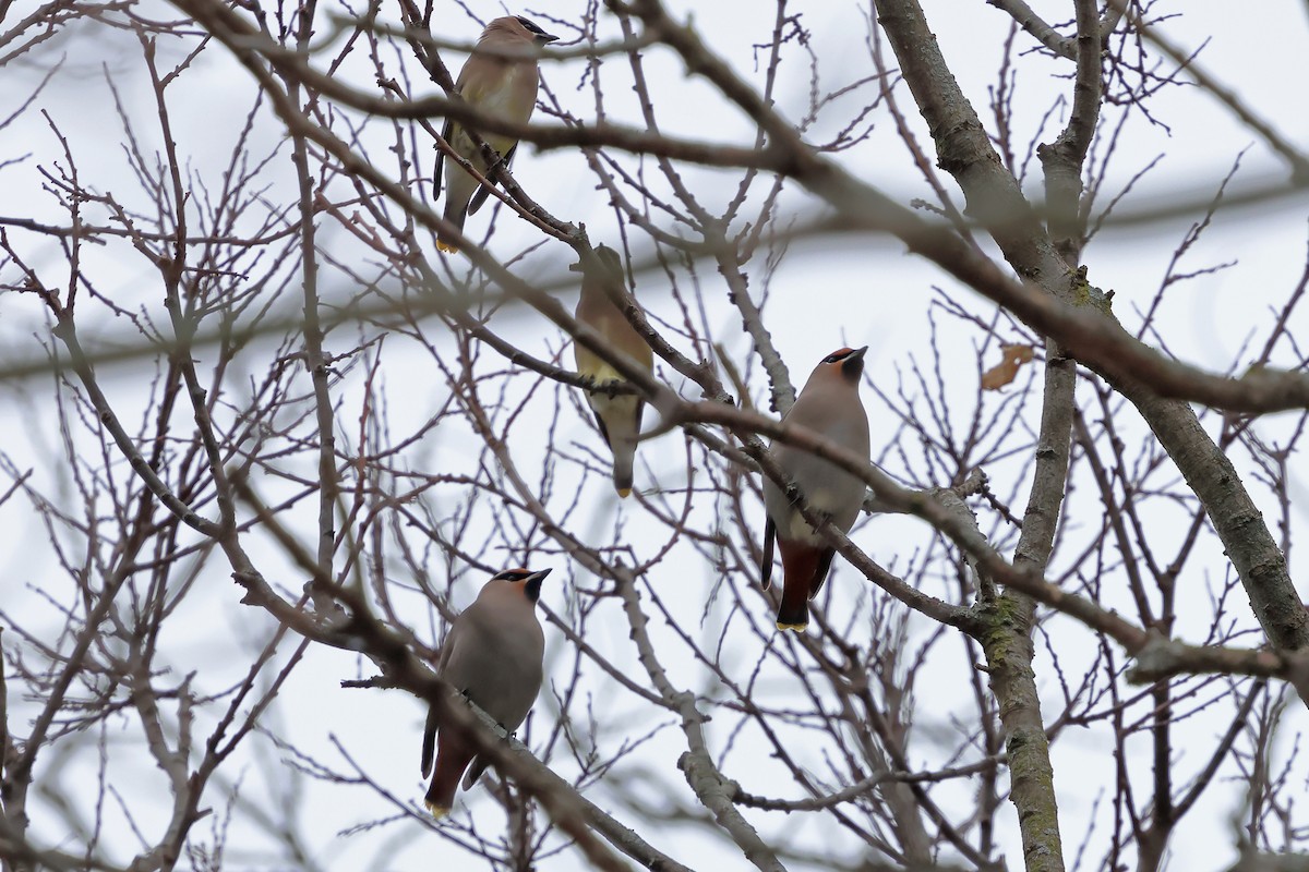 Bohemian Waxwing - ML645121007