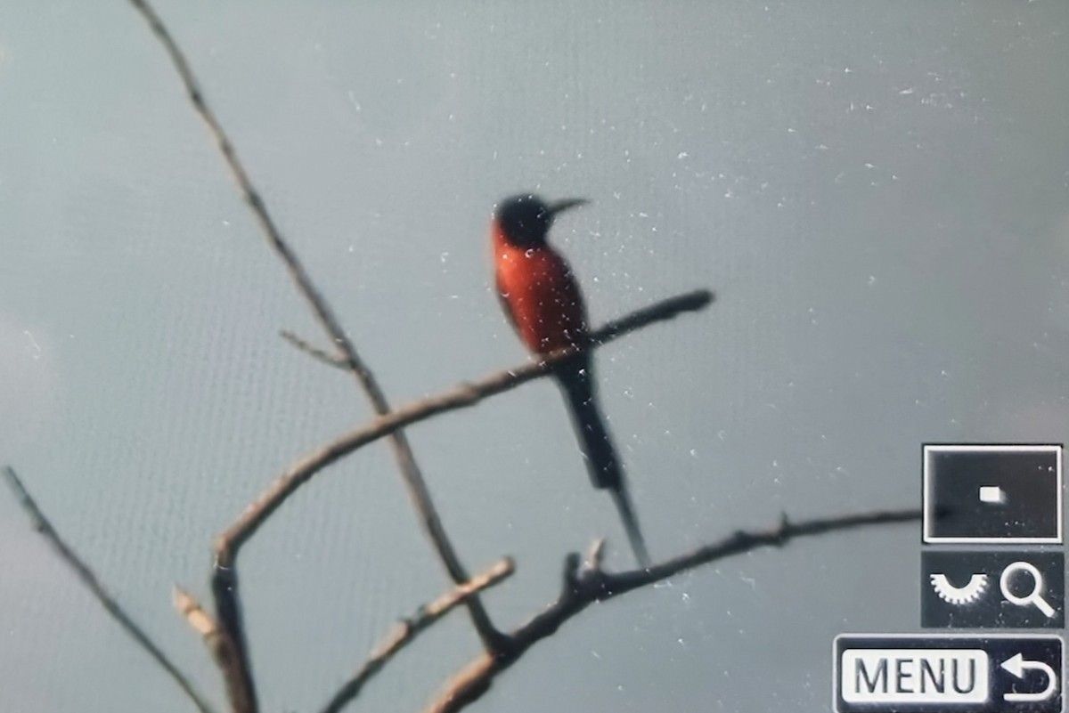 שרקרק ורוד - ML645121014