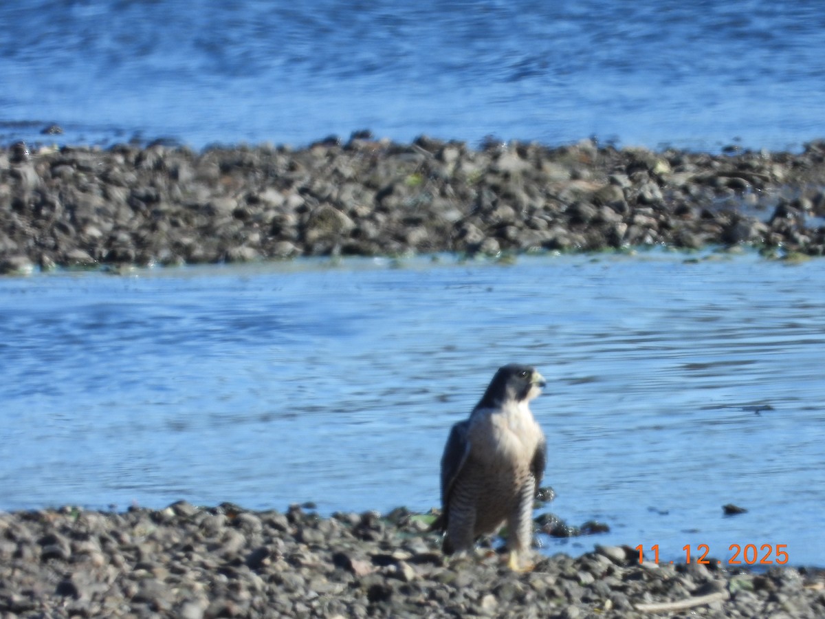 Peregrine Falcon - ML645121025