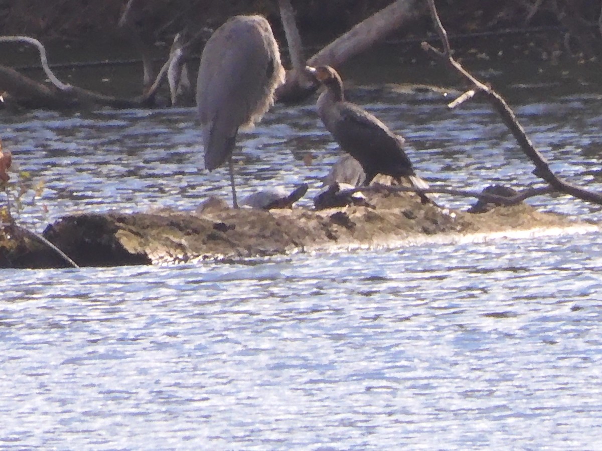 Double-crested Cormorant - ML645121027