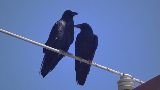 Chihuahuan Raven - ML645121057