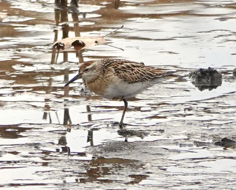 Sharp-tailed Sandpiper - ML645121066