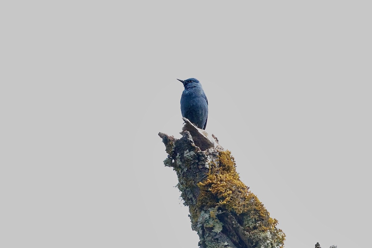 skalník modrý (ssp. pandoo) - ML645121069