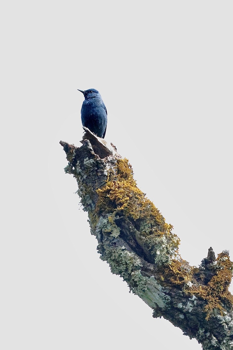 skalník modrý (ssp. pandoo) - ML645121083