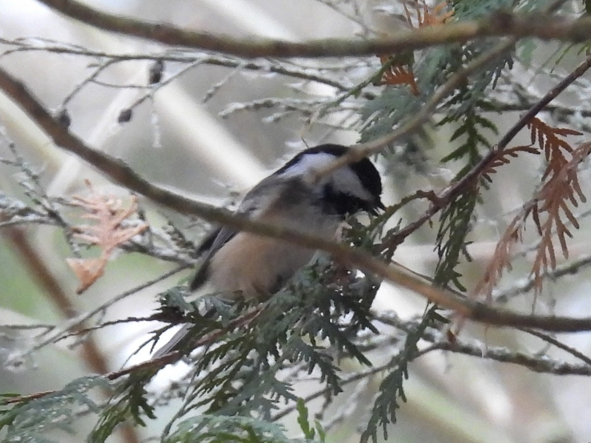 Black-capped Chickadee - ML645121095