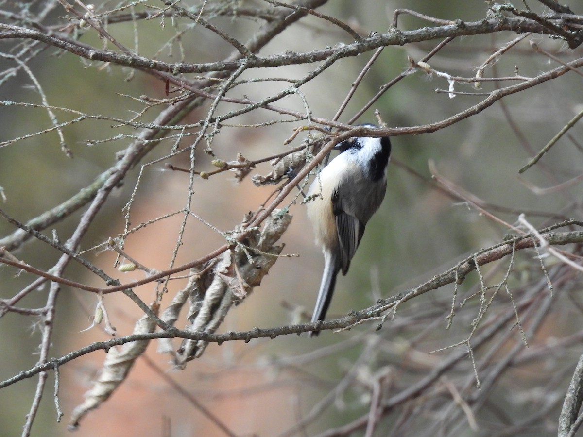 Black-capped Chickadee - ML645121096