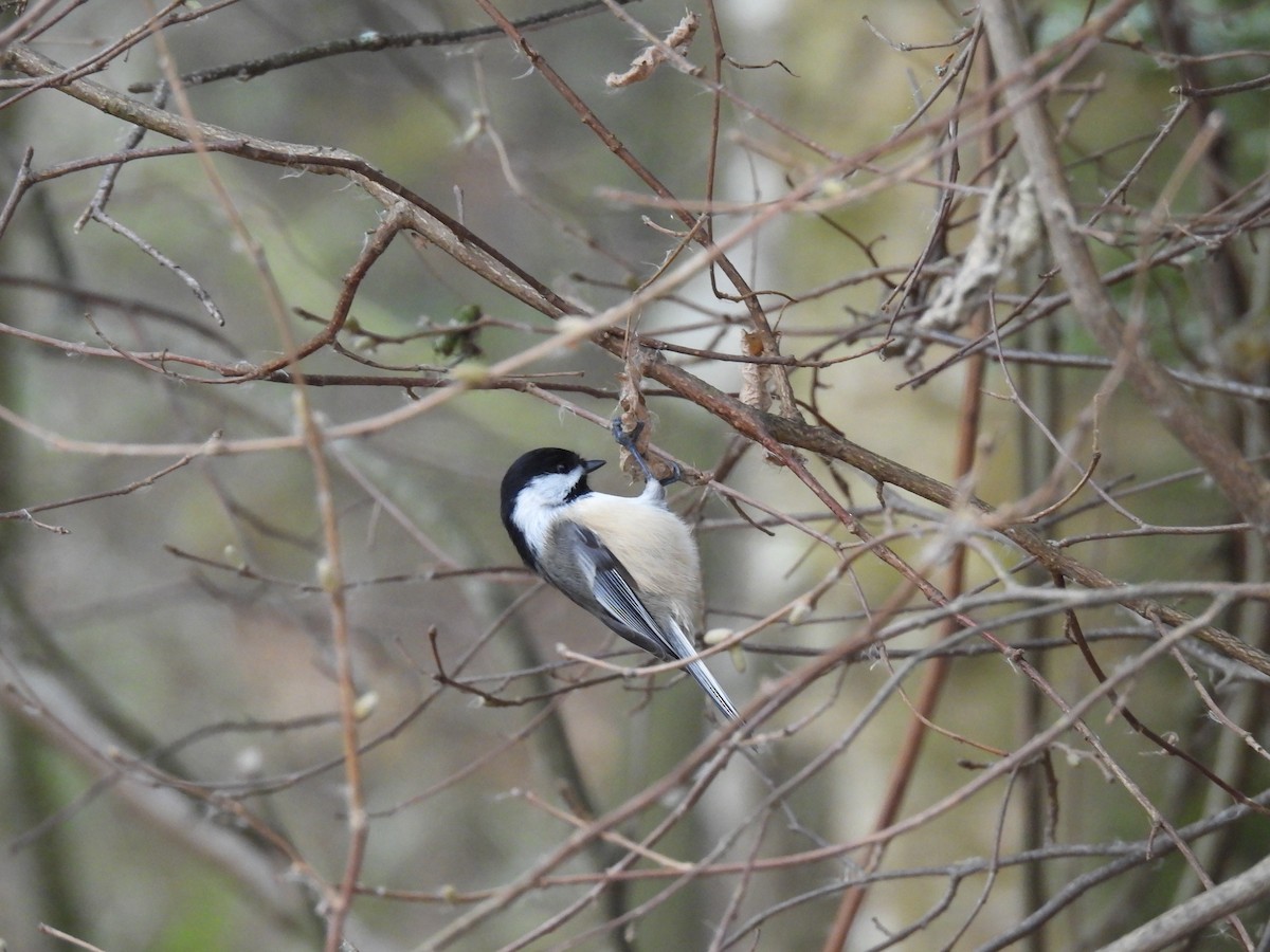 Black-capped Chickadee - ML645121097