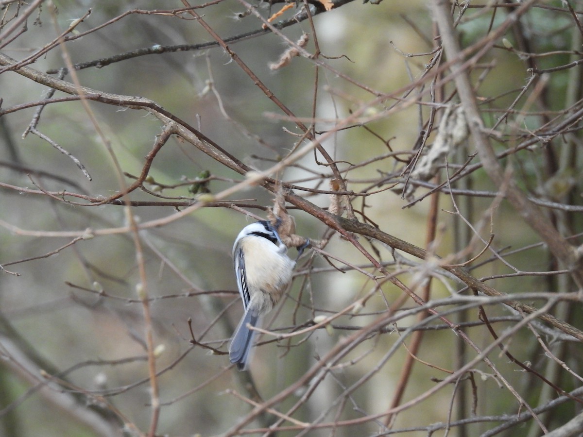 Black-capped Chickadee - ML645121099