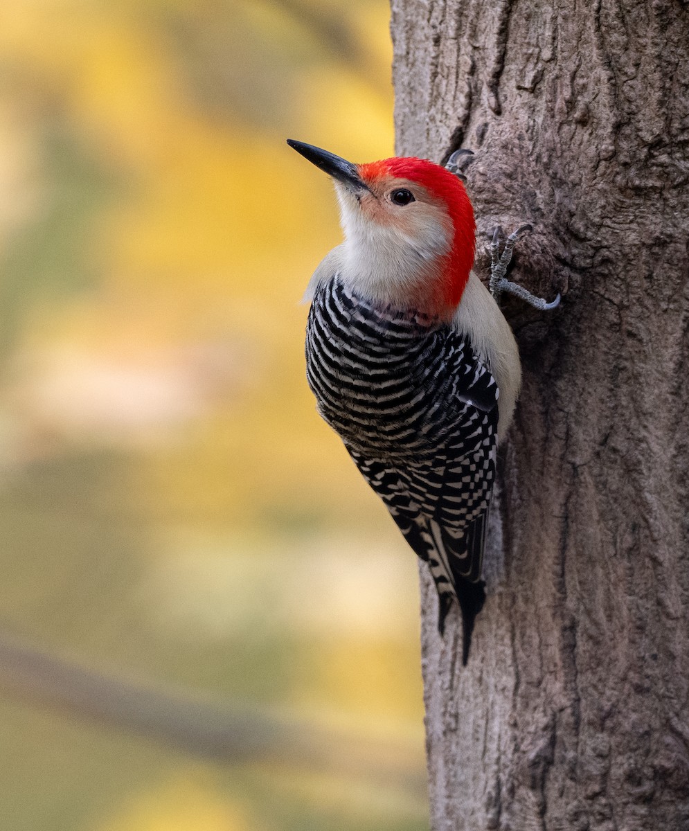 datel karolínský - ML645121104