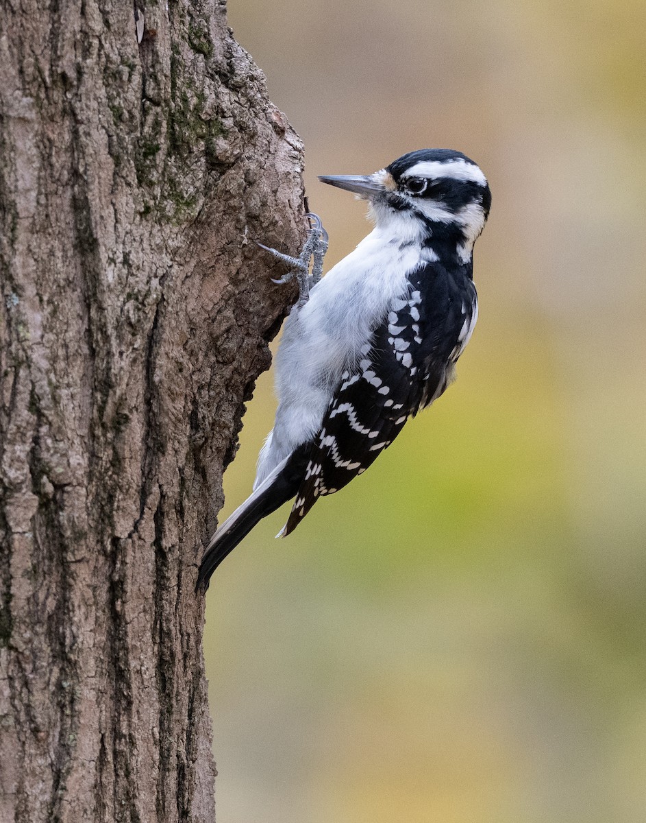 strakapoud americký - ML645121106