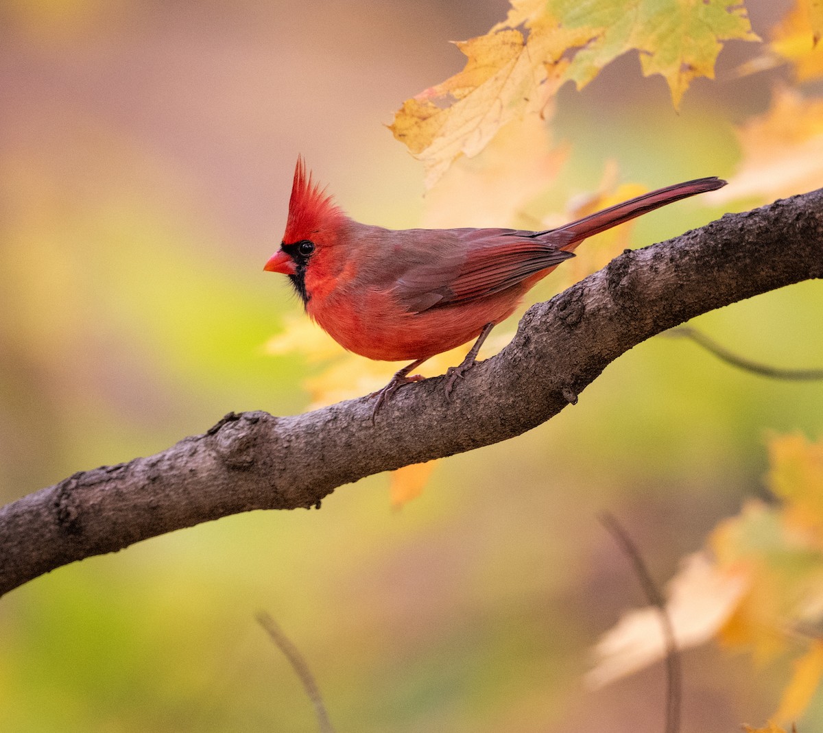 kardinál červený - ML645121119