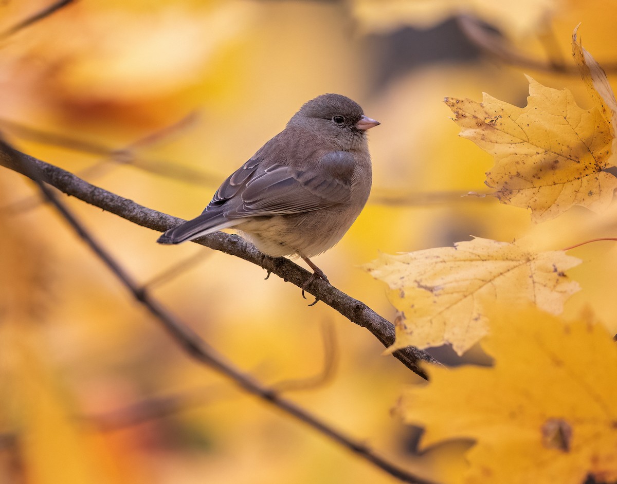 strnadec zimní - ML645121121